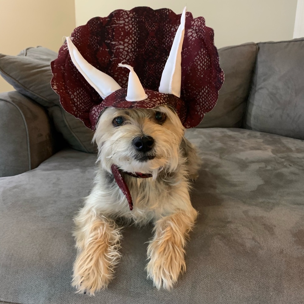 Halloween costume for dog